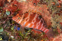 Cirrhitichthys aprinus (Threadfin Hawkfish)