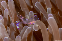 Ancylomenes sarasvati (Sarasvati Anemone Shrimp)