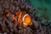 Amphiprion ocellaris (False Clown Anemonefish)
