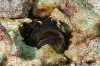 Opistognathus randalli (Yellowbarred Jawfish)