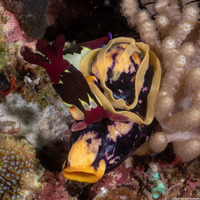 Nembrotha chamberlaini (Chamberlain's Nembrotha)