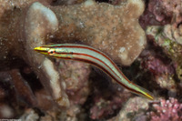 Hologymnosus doliatus (Pastel Ring Wrasse)