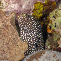 Gymnothorax meleagris (Whitemouth Moray)