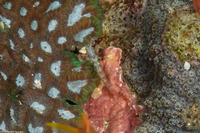 Eviota guttata (Whitestriped Dwarfgoby)