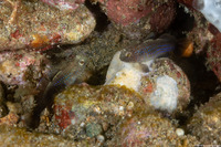 Asterropteryx striata (Striped Goby)