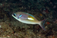 Scolopsis xenochrous (Pearl-Streaked Monocle Bream)