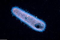 Pyrosoma atlanticum (Pyrosome)