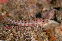 Parapercis schauinslandii (Redspotted Sandperch)