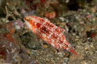 Oxycheilinus orientalis (Oriental Wrasse)