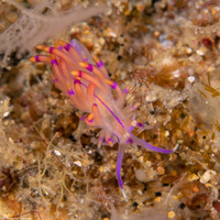 Unidentia angelvaldesi (Unidentia Angelvaldesi)