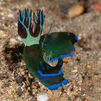 Tambja morosa (Gloomy Nudibranch)