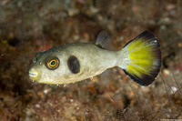 Arothron immaculatus (Immaculate Puffer)