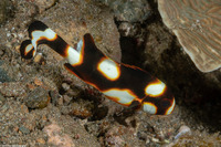 Plectorhinchus vittatus (Oriental Sweetlips)
