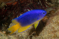Pomacentrus coelestis (Neon Damsel)