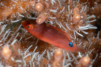 Cirrhilabrus lubbocki (Yellowback Fairy Wrasse)