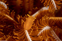 Laomenes sp.1 (Crinoid Shrimp)
