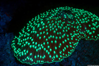 Ctenactis albitentaculata (Ctenactis Albitentaculata)