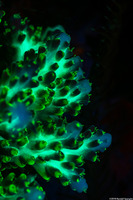 Acropora cerealis (Grain Coral)