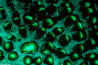 Mycedium elephantotus (Green Eyed Cup Coral)