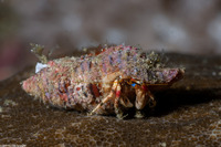 Calcinus pulcher (Beautiful Hermit Crab)
