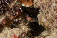 Cuapetes sp.1 (Cuapetes sp.1)