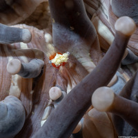 Cuapetes kororensis (Mushroom Coral Shrimp)