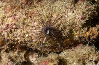 Diadema setosum (Black Longspine Sea Urchin)