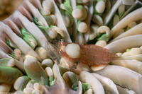 Vir smiti (Vir Smiti)