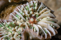 Vir smiti (Vir Smiti)