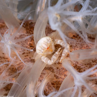Porcellanella haigae (Haig's Porcelain Crab)
