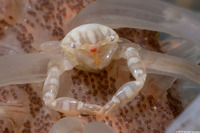 Porcellanella haigae (Haig's Porcelain Crab)