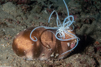 Bohadschia sp.1 (Bohadschia sp.1)