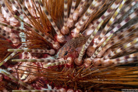 Siphamia corallicola (Coral Siphonfish)