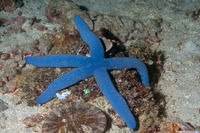 Linckia laevigata (Blue Sea Star)