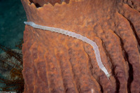 Euapta sp.2 (Euapta sp.2)