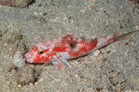 Parupeneus pleruostigma (Sidespot Goatfish)