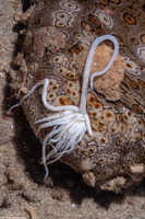 Bohadschia argus (Argus Sea Cucumber)