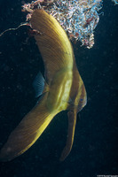 Platax teira (Longfin Spadefish)