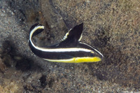 Diagramma pictum (Silver Sweetlips)