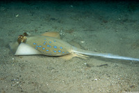 Neotrygon kuhlii (Blue-Spotted Stingray)