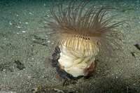 Cerianthus sp.3 (Cerianthus sp.3)