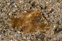 Melibe papillosa (Melibe Papillosa)