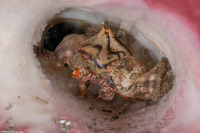 Dardanus pedunculatus (Anemone Hermit Crab)