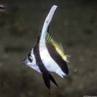 Heniochus diphreutes (Schooling Bannerfish)