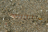 Synodus dermatogenys (Clearfin Lizardfish)