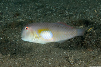 Iniistius melanopus (Finspot Razorfish)