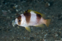 Amblypomacentrus breviceps (Black-Banded Damsel)