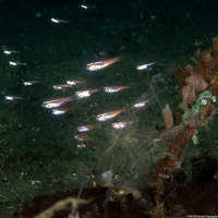 Ostorhinchus moluccensis (Moluccan Cardinalfish)