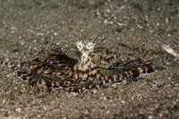 Thaumoctopus mimicus (Mimic Octopus)