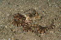 Thaumoctopus mimicus (Mimic Octopus)